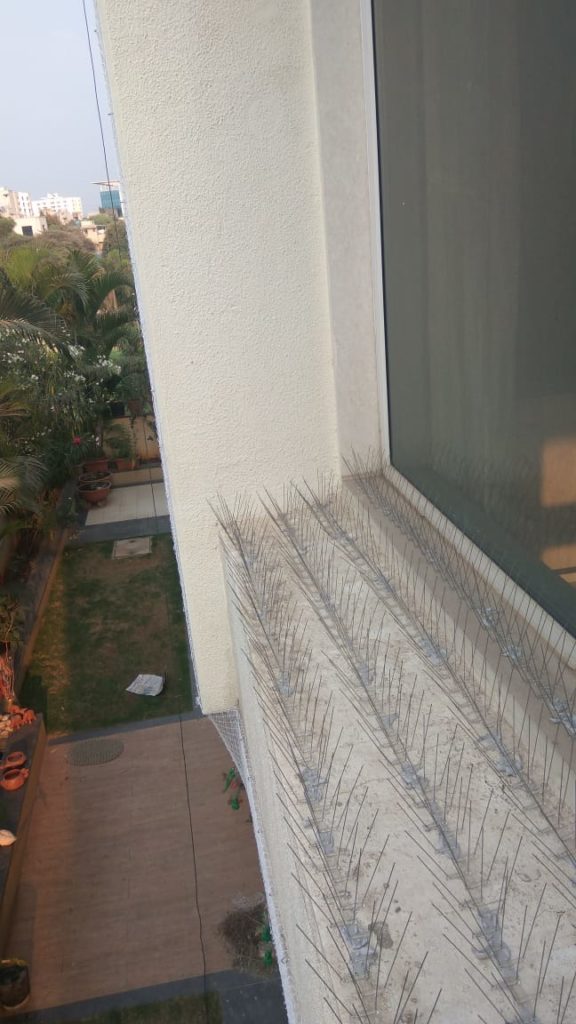Bird Spikes