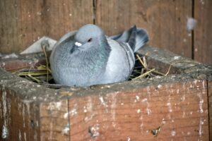 Pigeon dropping nest