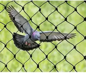 Bird Netting Services - PIGEON Nets And Spikes