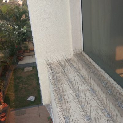 Bird Spikes